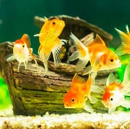 Cleaner for home FISH TANK