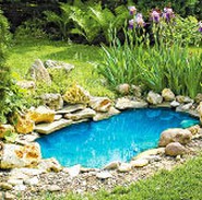 Bacteria for domestic ponds