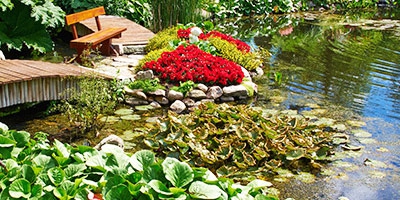 How to properly remove the sludge from a pond? Have you heard of bacteria?