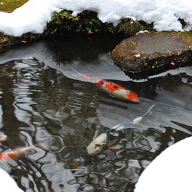 Bio-enzymatic cleaner for optimal WINTERING of your pond with an area of 100m2+ 1000g